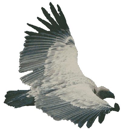 Cape Griffon in flight