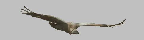 Cape Griffon in flight